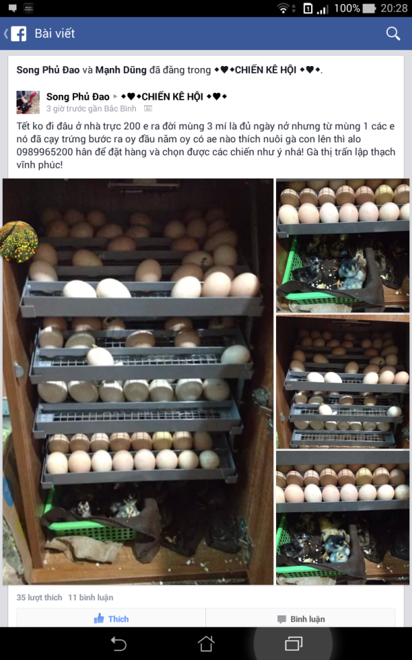 máy ấp trứng