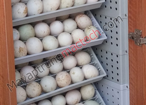 Máy ấp trứng đa kỳ 200 trứng Mactech