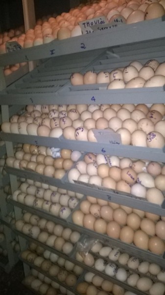 máy ấp trứng công nghiệp
