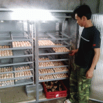 Mua máy ấp trứng tại Tuyên Quang như thế nào ?