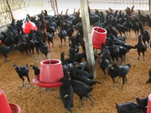 Chăn nuôi gà lai chọi công nghiệp theo mô hình của Thái Lan