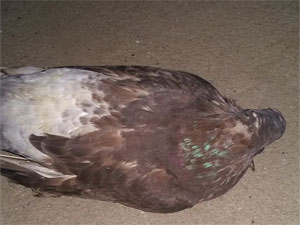 Nuôi chim bồ câu bị chết nhiều, những ý kiến của người chăn nuôi chia sẻ