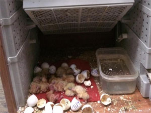 Trứng bồ câu bị sát hoặc chết tắc khi nở, nguyên nhân và cách xử lý