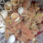 Hỏi ấp trứng bồ câu bao nhiêu ngày nở