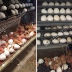 Máy ấp trứng bồ câu giá rẻ, một số lưu ý khi tìm hiểu