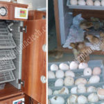 Giá máy ấp trứng gà 200 trứng, tham khảo máy ấp trứng Mactech