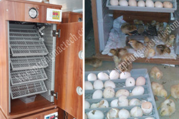 Máy ấp trứng gia đình, chọn loại máy nào cho phù hợp