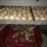 Máy ấp trứng gà giá rẻ, một số lưu ý khi chọn mua