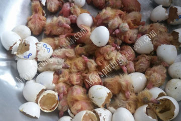 Giá máy ấp trứng bồ câu, tham khảo giá của Mactech Việt Nam 2020