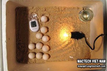 Cách ấp trứng gà bằng điện, nên chọn cách ấp thủ công hay tự động