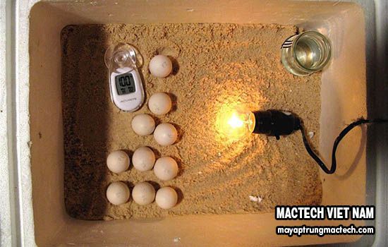 Cách đặt trứng vào khay ấp chuẩn, có nhất thiết phải đặt như vậy