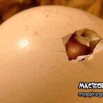 Dấu hiệu trứng gà sắp nở là gì? 4 cách nhận biết trứng sắp nở