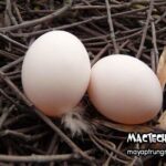 Dấu hiệu trứng bồ câu sắp nở, 3 dấu hiệu chuẩn để biết trứng sắp nở
