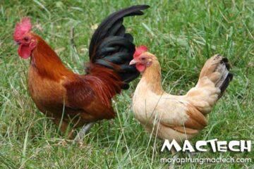 Giống gà ta đẻ nhiều trứng là giống gà nào, trả lời từ Mactech