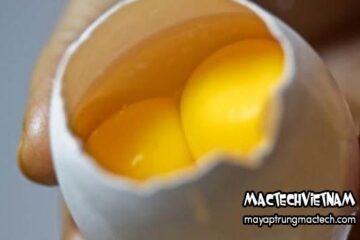 Trứng gà hai lòng đỏ có nở được không? Giải đáp nhanh từ Mactech