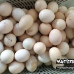 Trứng bồ câu bị ung, nguyên nhân và cách khắc phục