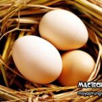 Gà đẻ trứng vỏ mỏng, nguyên nhân và cách khắc phục