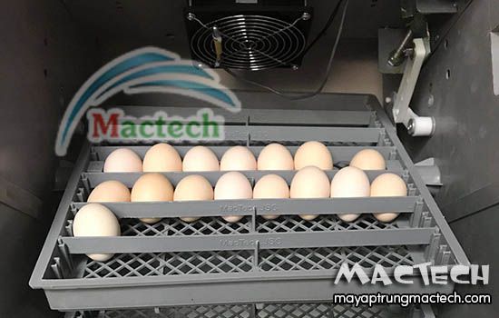 Ấp trứng bằng máy ấp trứng Mactech