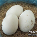 Cách ấp trứng vịt tại nhà, những cách ấp phổ biến
