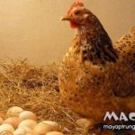 Tổng hợp các giống gà chuyên trứng, siêu trứng phổ biến hiện nay