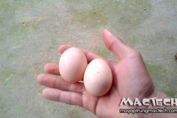 Trứng gà ta có màu gì? Trắng, trắng hồng, nâu hay màu cà cuống