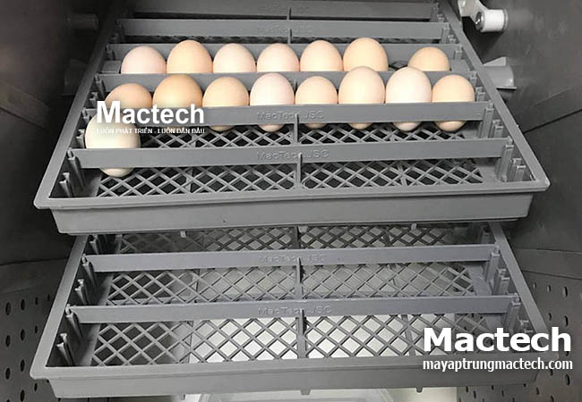 Máy ấp trứng mini Mactech
