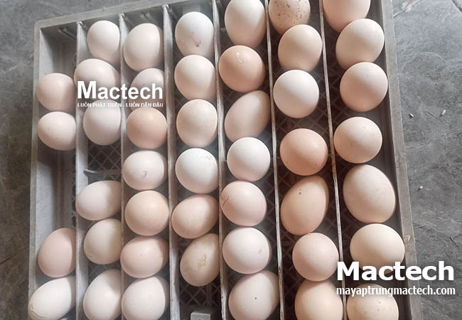 Khay máy ấp mini