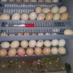 Cách kiểm tra nhiệt độ thực trong máy ấp trứng