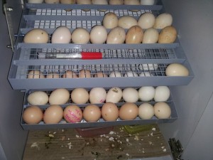 cách sử dụng nhiệt kế trong máy ấp trứng