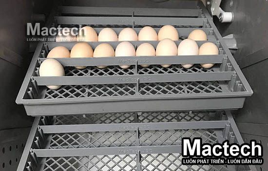 Máy ấp MT100G Mactech 2025