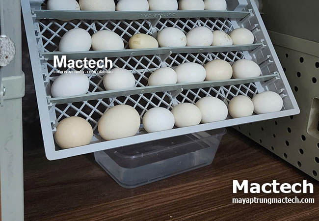Máy ấp trứng MT50G phiên bản 2025