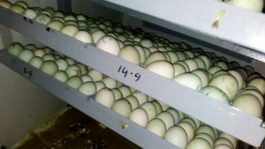 cách ấp trứng vit