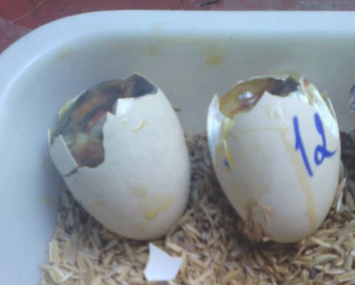 trứng bị quá nhiệt - máy ấp trứng
