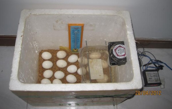 máy ấp trứng tự chế