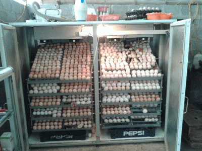 Lò ấp vịt Mactech, ấp tự động số lượng lớn từ 40 đến 4000 trứng
