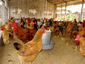 Chăn nuôi gà sử dụng đệm lót sinh học