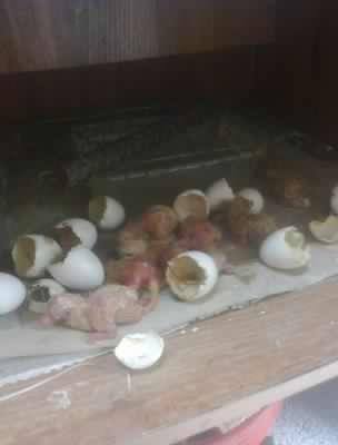 ấp trứng bồ câu bằng máy