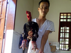 Khách hàng nuôi gà đông tảo tại Bình Phước