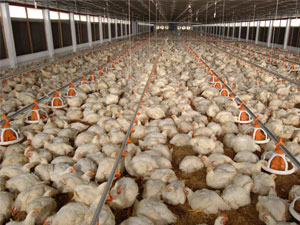 Mặt trái của ngành công nghiệp gà thịt ở mỹ