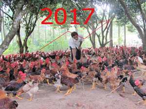 Xu hướng chăn nuôi gà năm 2017 – người chăn nuôi nên tham khảo