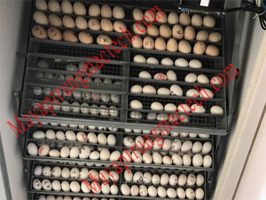 Máy ấp trứng ấp nhiều loại trứng, có được không ?