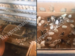 Trại gà tân châu Hà Nội sử dụng máy ấp 600 trứng đạt hiệu quả rất cao
