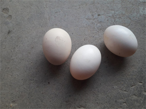 Bồ câu đẻ trứng hai lòng, khắc phục thế nào
