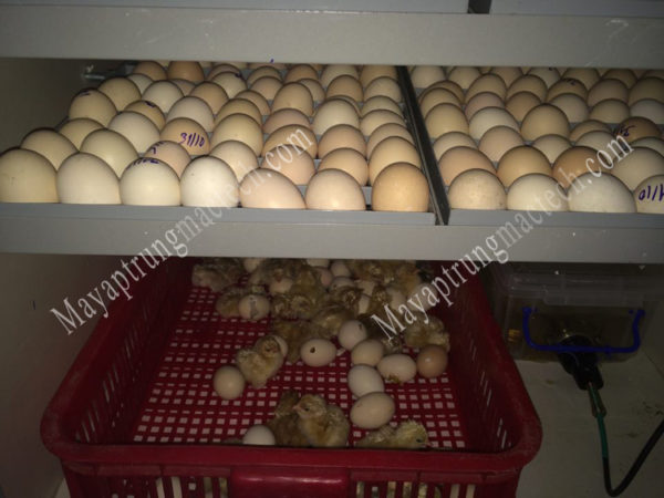 Quy trình ấp trứng gà bằng máy ấp trứng Mactech