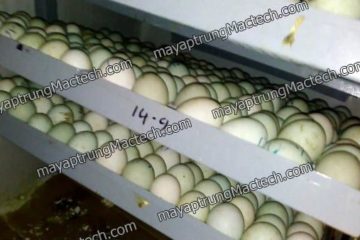 Máy ấp trứng gà vịt Mactech, một số lưu ý khi ấp trứng gà và trứng vịt