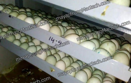 Giá máy ấp trứng vịt lộn bao nhiêu, tham khảo giá từ Mactech