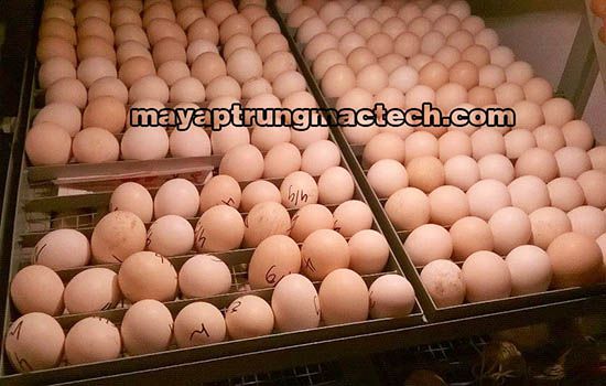 Ấp trứng gà bằng máy ấp trứng