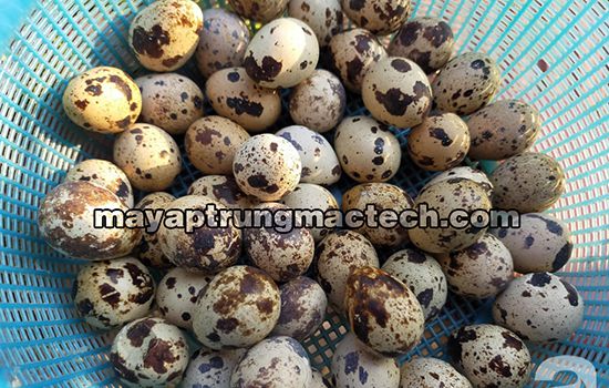 Máy ấp trứng cút Mactech Việt Nam