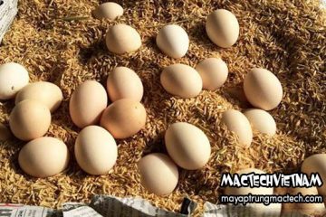 Trứng gà bị ướt ấp có nở không? Tổng hợp ý kiến từ người chăn nuôi