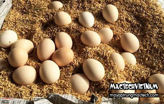 Ấp trứng gà bằng trấu
